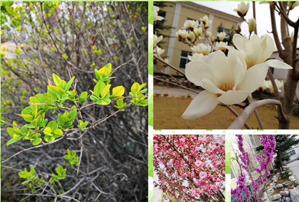 最美人間四月天打卡花園廠區-新鄉市濾清器有限公司